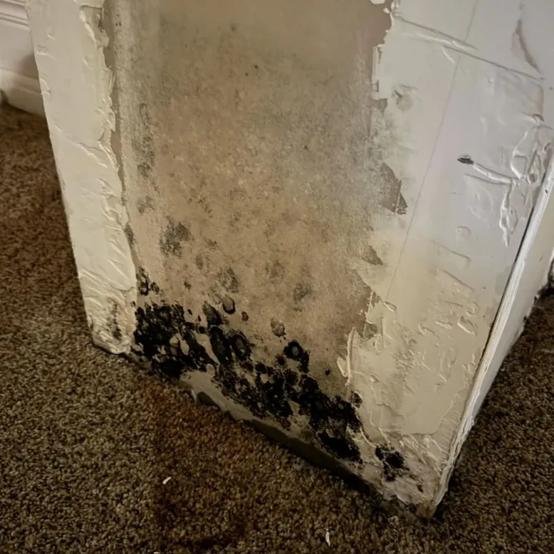 Professional Mold Removal in Ogden, KS